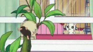 Hamtaro Episodio 01 Dublado Online